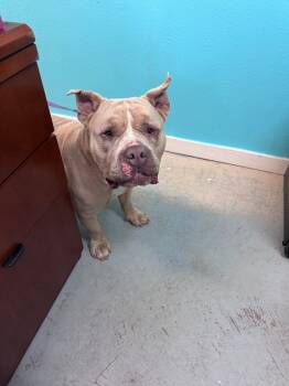 Rescue Shar Pei and Mixed Breed Dogs for Adoption in Crandon, Wisconsin - Rudy | PetCurious