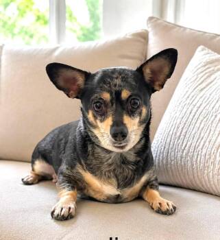 JJ -  Chihuahua Dog for Adoption in Lucas, Texas - JJ | PetCurious