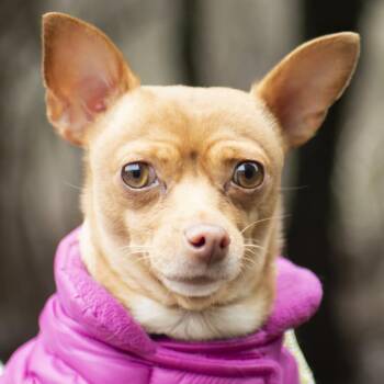 Bambi -  Chihuahua Dog for Adoption in Middletown, Rhode Island - Bambi | PetCurious