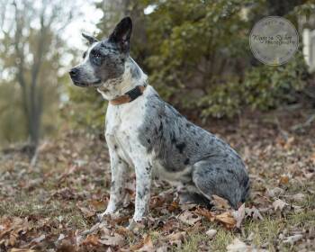 Georgia -  Australian Cattle Dog Blue Heeler Dog for Adoption in Tuscaloosa, Alabama - Georgia | PetCurious