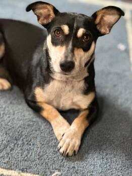 Juniper -  Jack Russell Terrier and Miniature Dachshund Dog for Adoption in Lakeville, Minnesota - Juniper | PetCurious