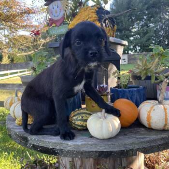 Boo -  Miniature Poodle Dog for Adoption in Lincoln University, Pennsylvania - Boo | PetCurious