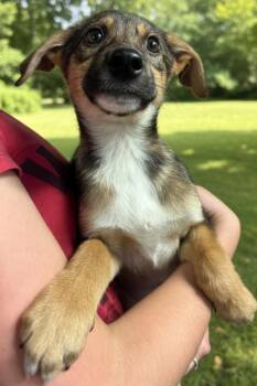 Vela -  Terrier Dog for Adoption in Elmsford, New York - Vela | PetCurious