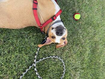 Mark -  Hound Dog for Adoption in Mount Pleasant, South Carolina - Mark | PetCurious
