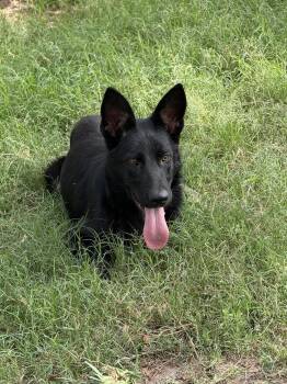 German Shepherd Dog Dogs Available for Adoption in Lockhart, Texas - Coby | PetCurious