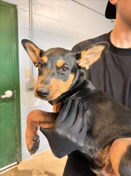 *PETER PAN -  Doberman Pinscher and Chihuahua Dog for Adoption in Woodland, California - *PETER PAN | PetCurious
