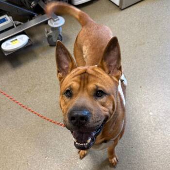 Kuma -  Chow Chow and Shar Pei Dog for Adoption in Council Bluffs, Iowa - Kuma | PetCurious