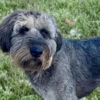Sheep Dog and Poodle Dogs Available for Adoption - Porter | PetCurious