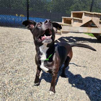 Skrimp -  Pit Bull Terrier Dog for Adoption in Fort Wayne, Indiana - Skrimp | PetCurious