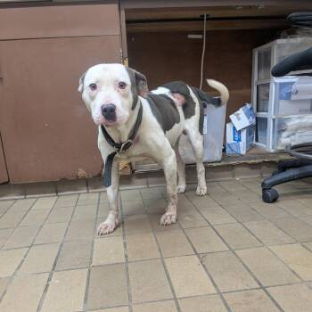 Diego -  Pit Bull Terrier Dog for Adoption in Birmingham, Alabama - Diego | PetCurious