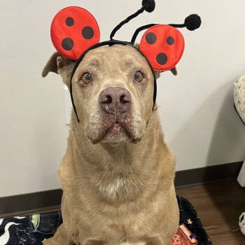 Rescue American Staffordshire Terrier Dogs for Adoption in Lawrence, Indiana - ROME - Brown County | PetCurious