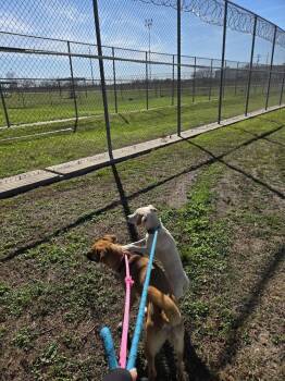 Labrador Retriever and Australian Cattle Dog Blue Heeler Dogs Available for Adoption - Odin | PetCurious