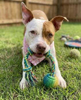 Ruby -  Pit Bull Terrier and Mixed Breed Dog for Adoption in Crown Point, Indiana - Ruby | PetCurious