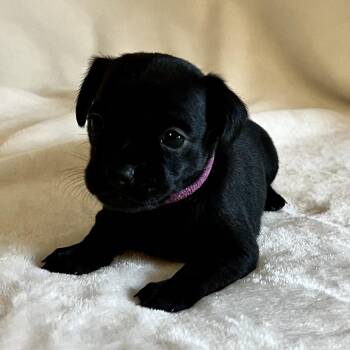 Aurora -  Chihuahua Dog for Adoption in Liverpool, Texas - Aurora | PetCurious