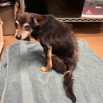 Mixed Breed Dogs Available for Adoption in Chattanooga, Tennessee - Alvin | PetCurious