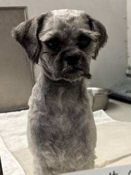 Mbappe -  Shih Tzu and Mixed Breed Dog for Adoption in Bellevue, Washington - Mbappe | PetCurious