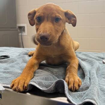 Seus -  Labrador Retriever and Mixed Breed Dog for Adoption in Englewood, Florida - Seus | PetCurious