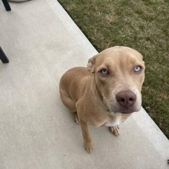 Joanie -  Labrador Retriever Dog for Adoption in Sanford, North Carolina - Joanie | PetCurious