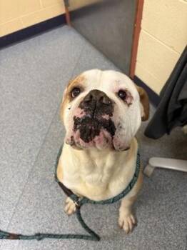 Chunk Norris -  American Bulldog and Mixed Breed Dog for Adoption in Westland, Michigan - Chunk Norris | PetCurious