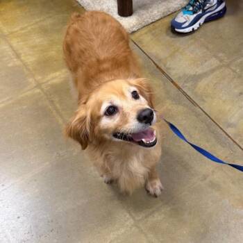TYLER -  Spaniel Dog for Adoption in Waterford, New Jersey - TYLER | PetCurious