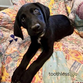 Mixed Breed Dogs Available for Adoption - Toothless | PetCurious