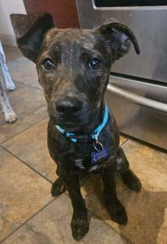 AZULA -  Labrador Retriever Dog for Adoption in Broomfield, Colorado - AZULA | PetCurious