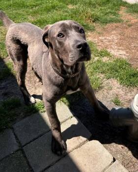 Tiny Tim -  Cane Corso Dog for Adoption in Suffolk, Virginia - Tiny Tim | PetCurious