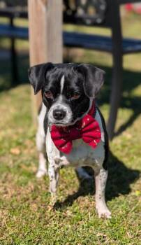 Auggie -  Mixed Breed Dog for Adoption in Gulfport, Mississippi - Auggie | PetCurious