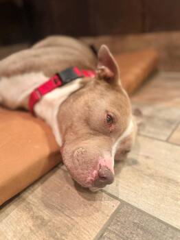 Mixed Breed Dogs Available for Adoption in Ellijay, Georgia - Manny (formerly Little Man) | PetCurious