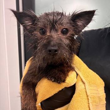 Bruiser -  Terrier Dog for Adoption in Abilene, Texas - Bruiser | PetCurious