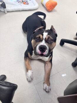 Tank -  American Bully Dog for Adoption in Clayton, New Jersey - Tank | PetCurious