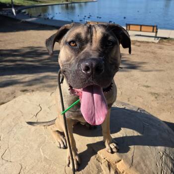 Rescue Cane Corso and Dogue De Bordeaux Dogs for Adoption in Los Angeles, California - Solo | PetCurious