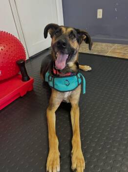 Buddy -  German Shepherd Dog Dog for Adoption in West Allis, Wisconsin - Buddy | PetCurious