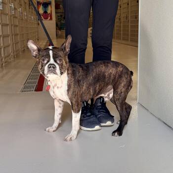 Cooper -  Boston Terrier Dog for Adoption in Chicago, Illinois - Cooper | PetCurious