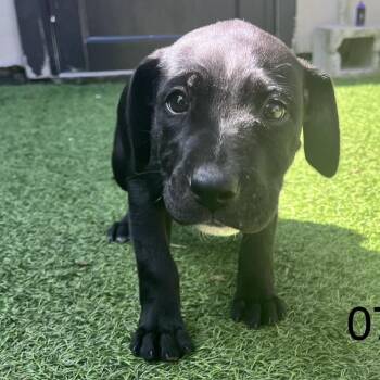 Mixed Breed Dogs Available for Adoption in Loxahatchee Groves, Florida - Honey 0781 | PetCurious
