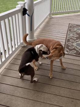 American Staffordshire Terrier Dogs Available for Adoption in Tonawanda, New York - Roo | PetCurious