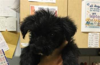 LADY -  Poodle Dog for Adoption in Riverside, California - LADY | PetCurious