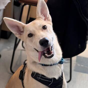 Rescue Husky and Shepherd Dogs for Adoption in Warrenton, Oregon - Ivy (Walmart Stray) | PetCurious