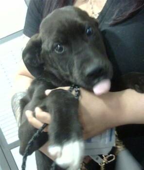 Mixed Breed Dogs Available for Adoption - NOODLE | PetCurious