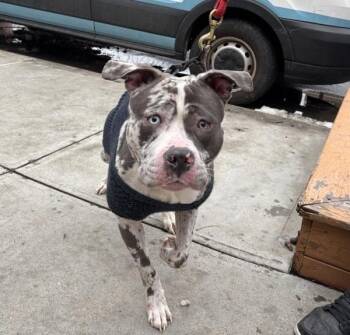 Mixed Breed Dogs Available for Adoption - Sully | PetCurious