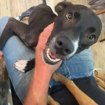 Rescue Mixed Breed Dogs for Adoption in Parrish, Alabama - Yoda | PetCurious