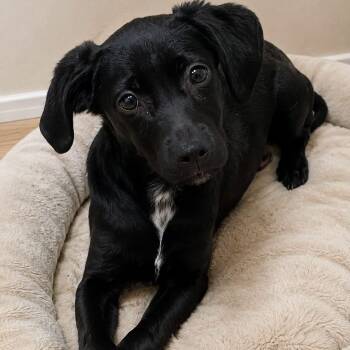 HENRY -  Mixed Breed Dog for Adoption in Cranston, Rhode Island - HENRY | PetCurious