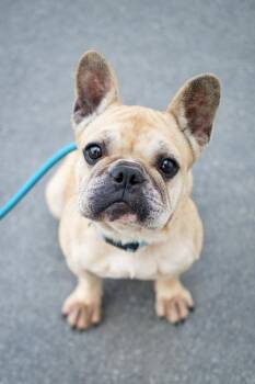 Frannie -  French Bulldog Dog for Adoption in Frankfort, New York - Frannie | PetCurious