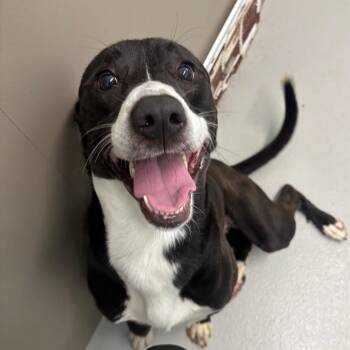 Buddy -  Labrador Retriever and Mixed Breed Dog for Adoption in Milan, Illinois - Buddy | PetCurious