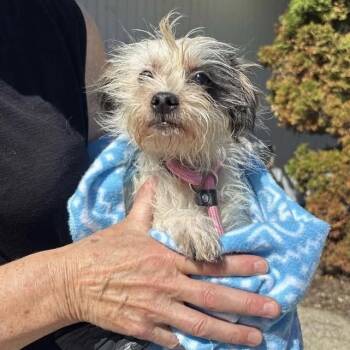 Mixed Breed Dogs Available for Adoption in Madison, Wisconsin - Annika | PetCurious