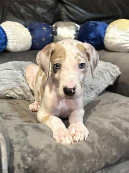 Astro -  Great Dane Dog for Adoption in Milton, Georgia - Astro | PetCurious