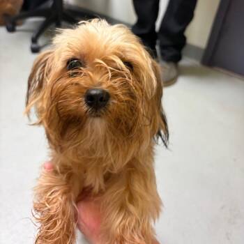 Dilly -  Yorkshire Terrier and Mixed Breed Dog for Adoption in Charlottesville, Virginia - Dilly | PetCurious