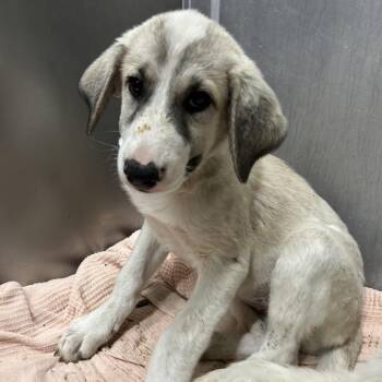 TALLULAH -  Great Pyrenees and Mixed Breed Dog for Adoption in Richmond, California - TALLULAH | PetCurious