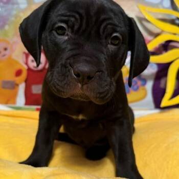 LaeLae -  Rottweiler and Pit Bull Terrier Dog for Adoption in Normal, Illinois - LaeLae | PetCurious