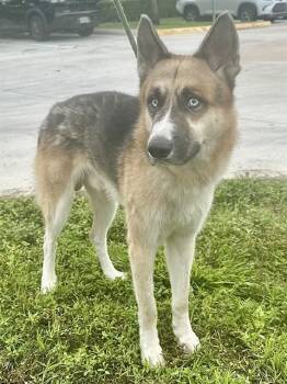 WILE E -  German Shepherd Dog Dog for Adoption in Fort Lauderdale, Florida - WILE E | PetCurious